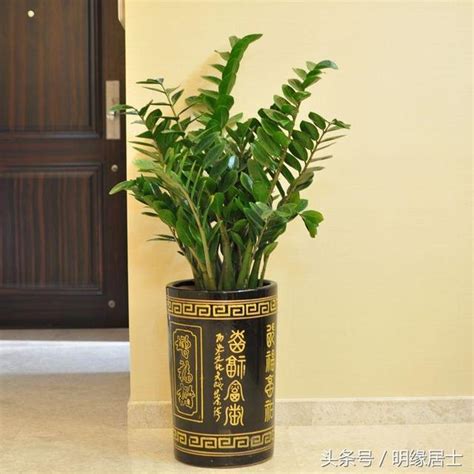 玄關擋煞植物|玄關可以放什麼植物？常綠植物最適合，黃金葛、發財。